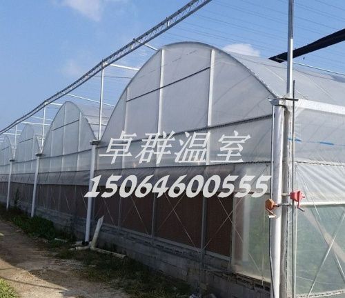 山東省青島市膠州市連棟薄膜溫室。